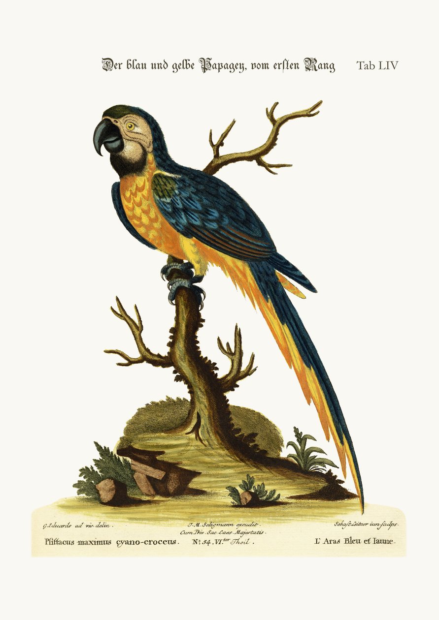 Den blå og gule ara, 1749-73 af George Edwards