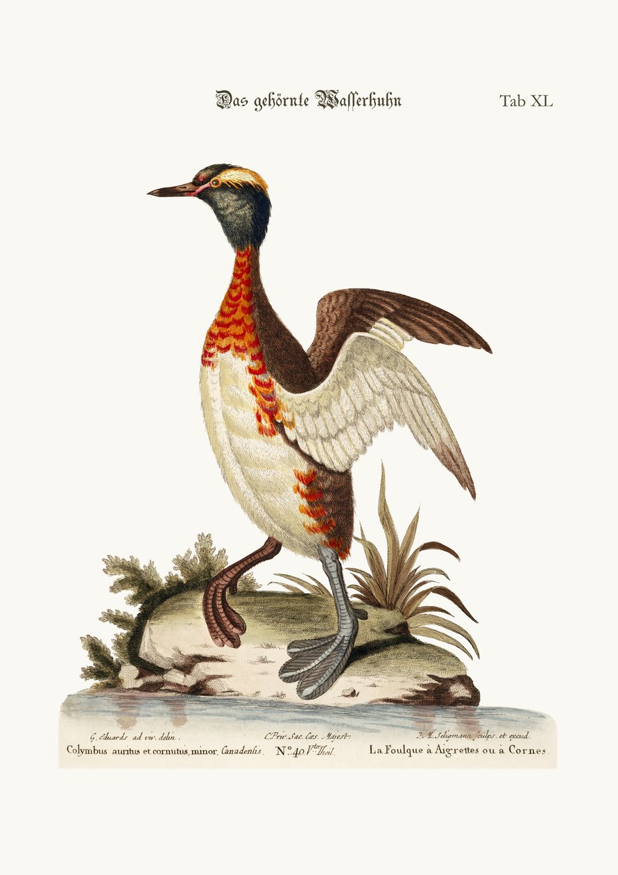 The Eared or Horned Dobchick, 1749-73 af George Edwards