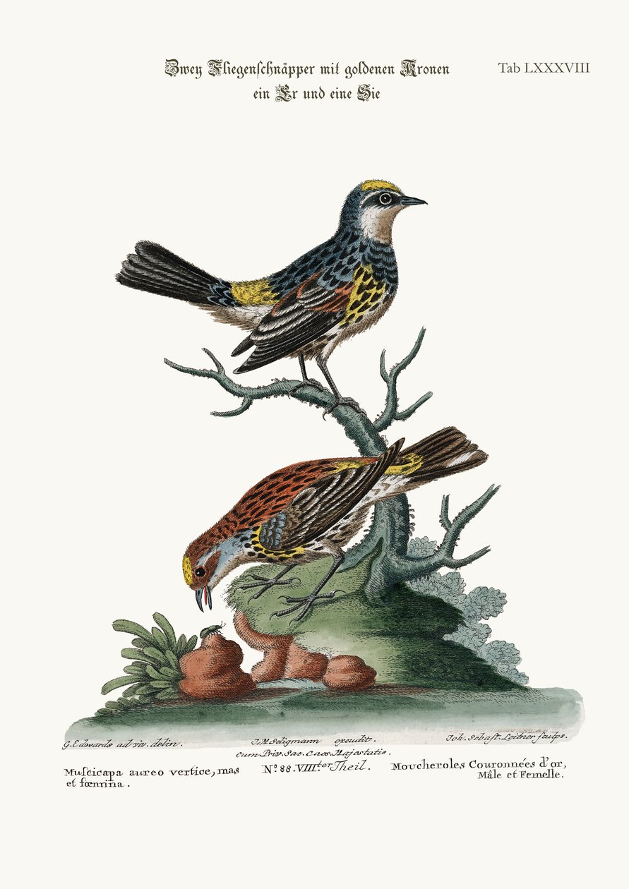 De guldkronede fluesnappere, hane og høne, 1749-73 af George Edwards