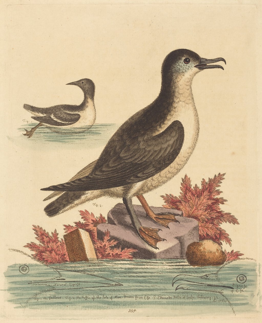 Guillemotten og lunden på Isle of Man af George Edwards