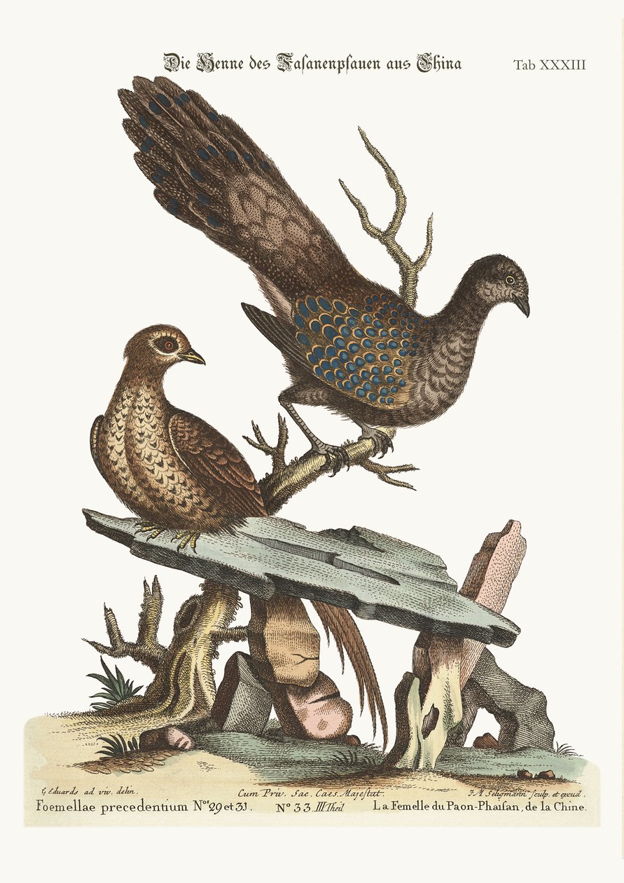 Hønsepåfuglefasanen fra Kina, 1749-73 af George Edwards