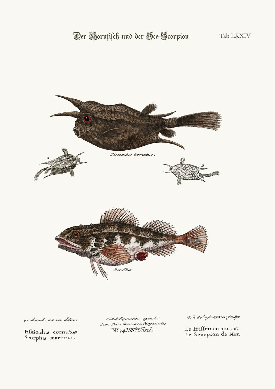 Hornfisken og havskorpionen, 1749-73 af George Edwards