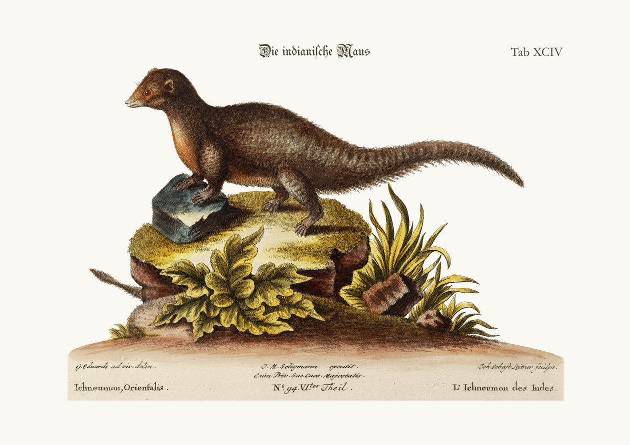 Den indiske Ichneumon, 1749-73 af George Edwards