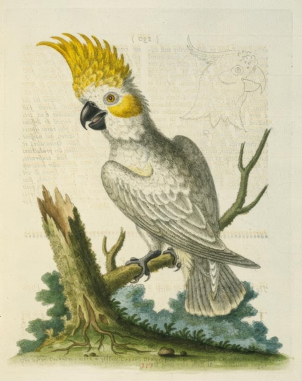 Den lille hvide kakadue med en gul kam. / Le Petit Cacatua Blanc a Crete Jaune af George Edwards