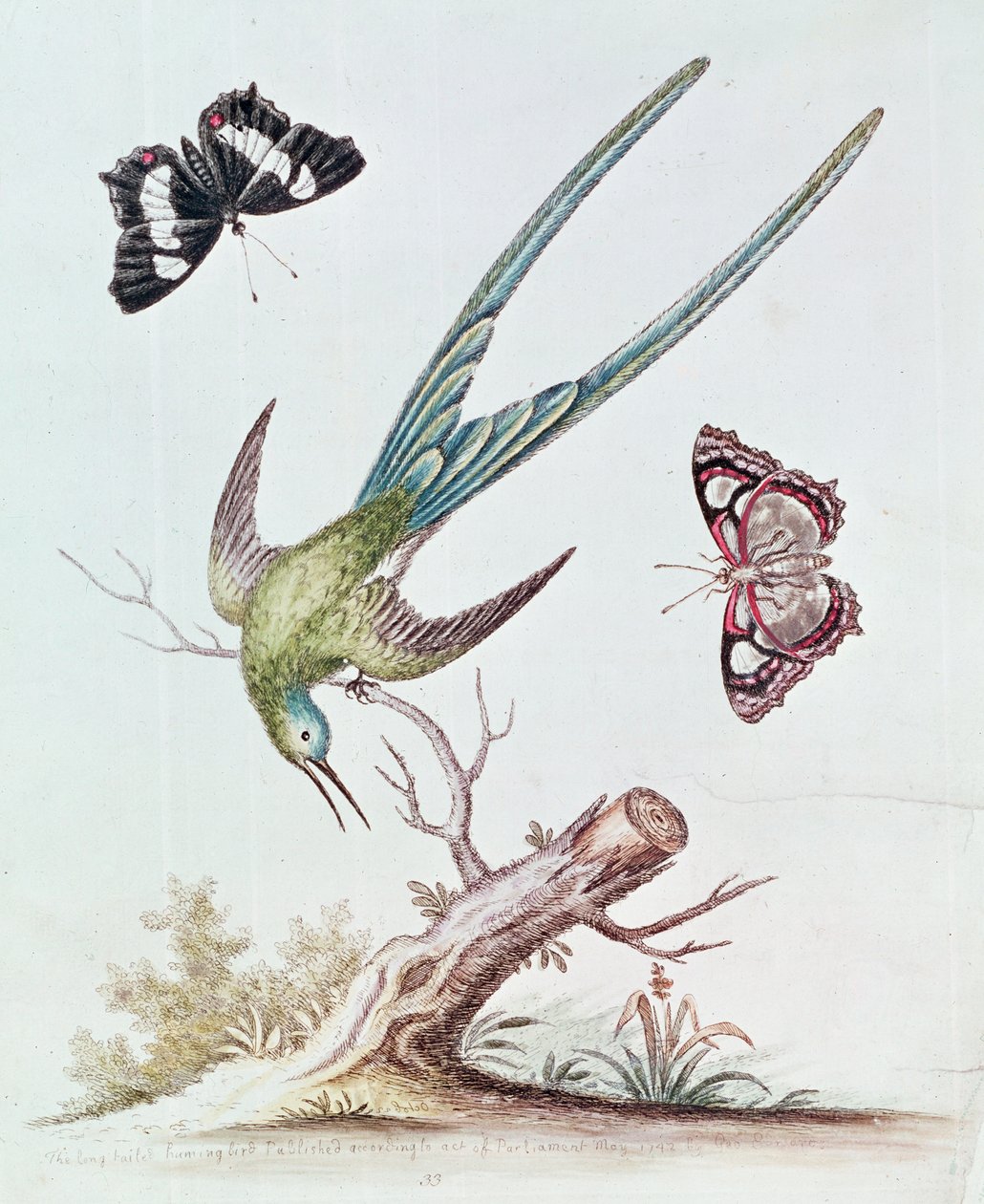 Den langhalede kolibri, 1742 af George Edwards