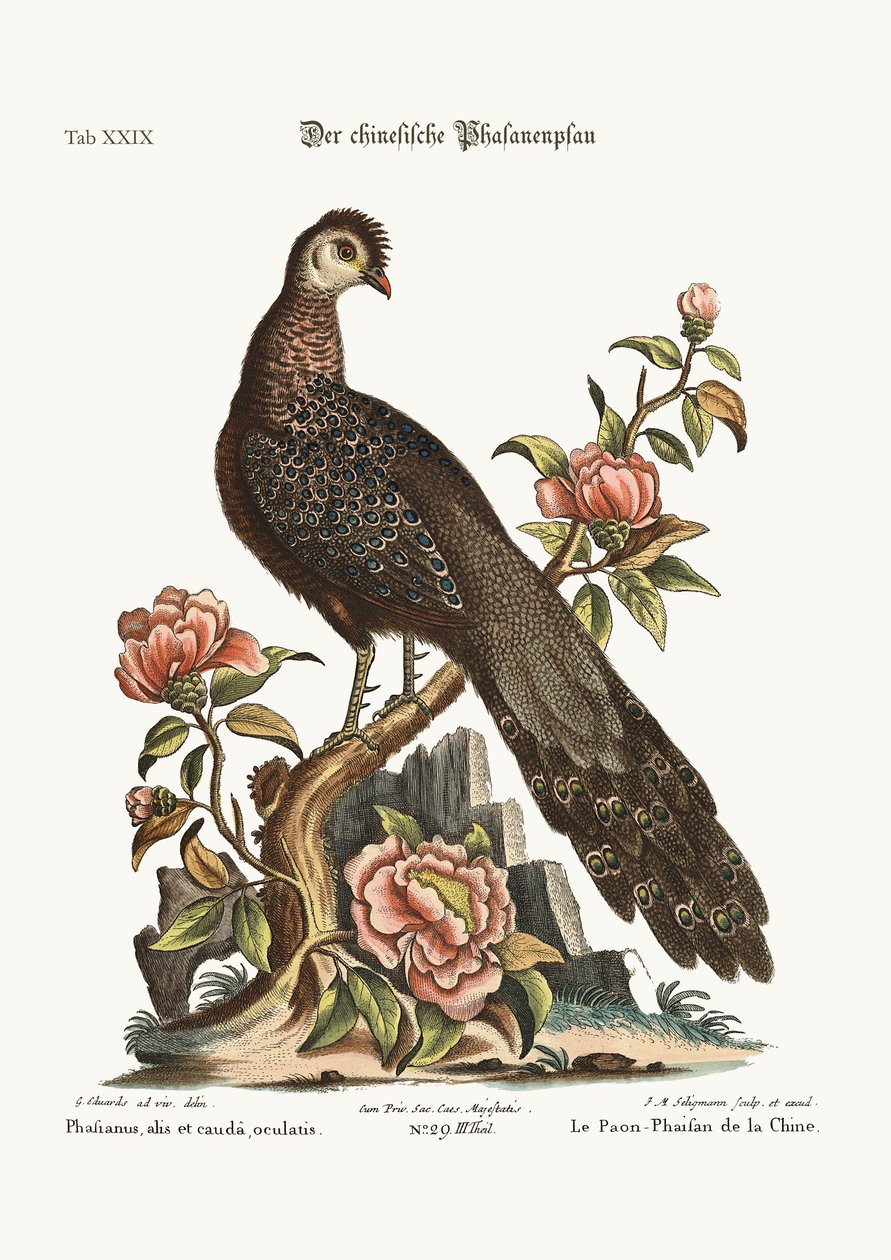 Påfuglefasanen fra Kina, 1749-73 af George Edwards