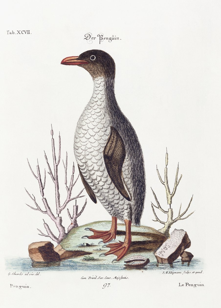 Pingvinen, 1770 af George Edwards
