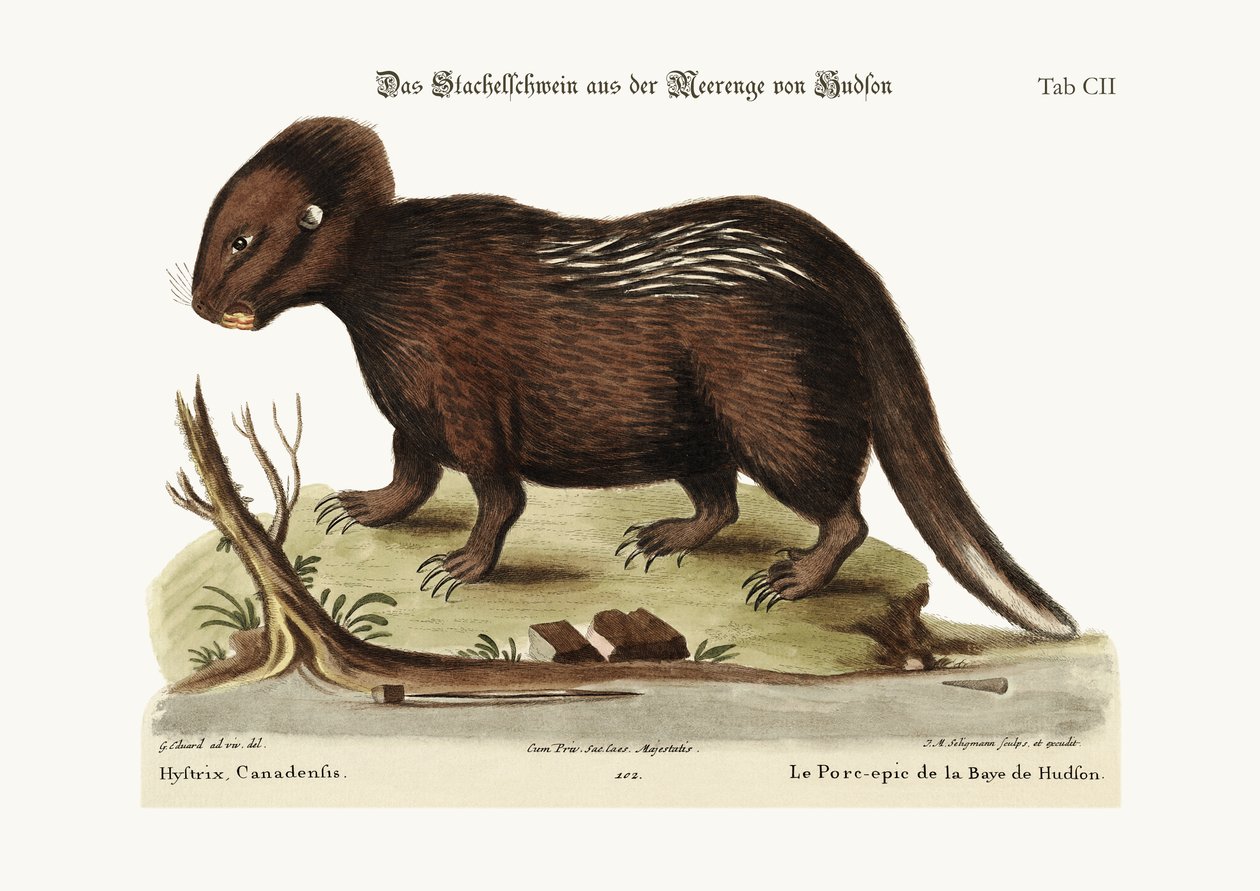 Porcupine fra Hudson