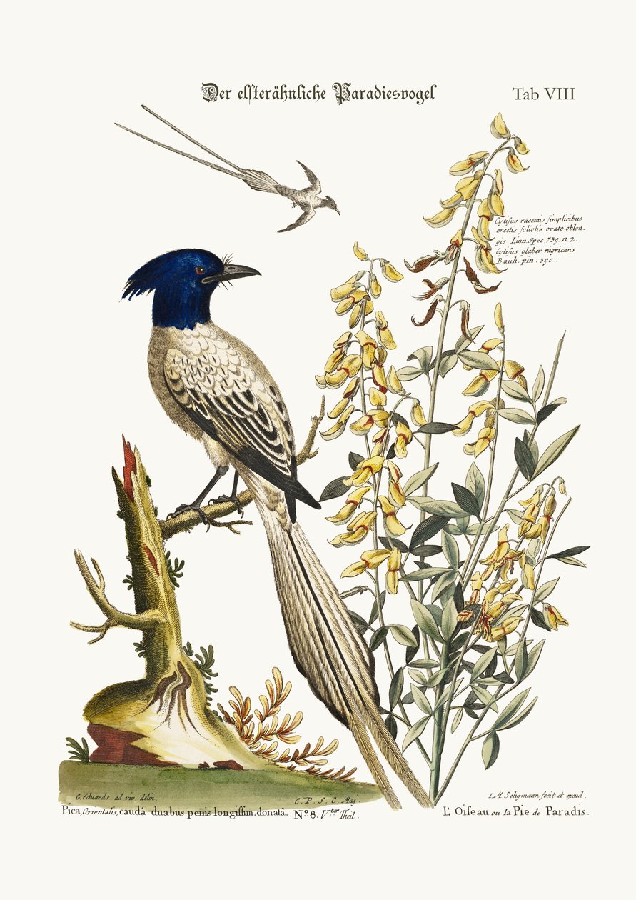 The Pyed Bird of Paradise, 1749-73 af George Edwards