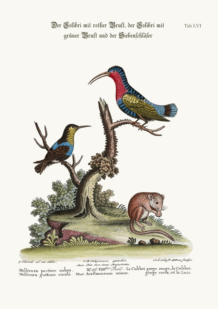 Den rødbrystede kolibri, den grønstrubede kolibri og dvalemusen, 1749-73 af George Edwards