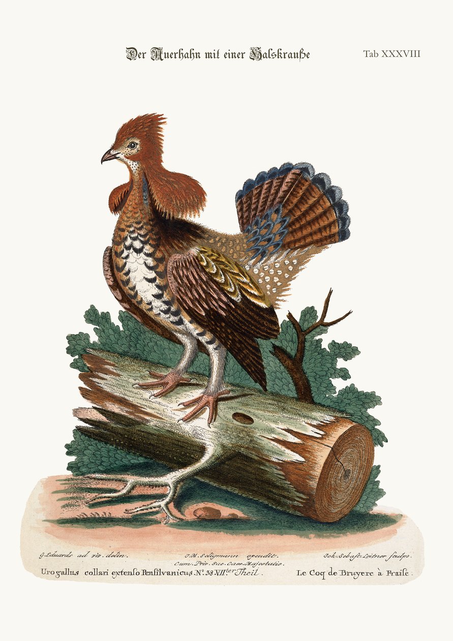Den ruffed hedehane eller Grous, 1749-73 af George Edwards