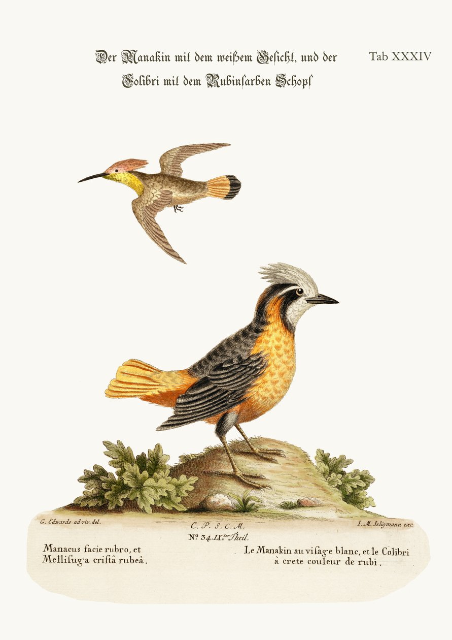 The White-faced Manakin, and the Ruby-crested Hummingbird, 1749-73 af George Edwards