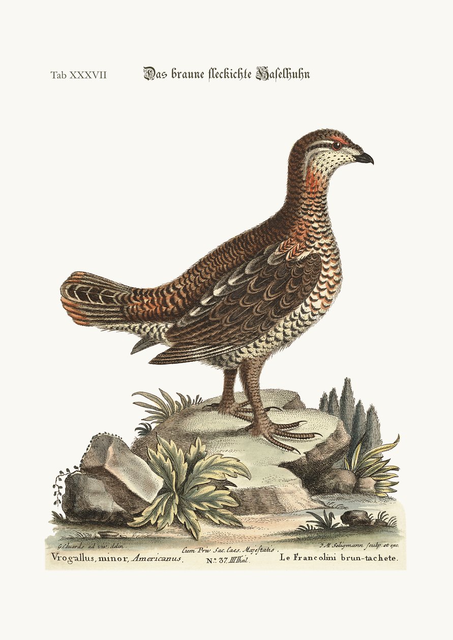 Den brune og plettede Heathcock, 1749-73 af George Edwards