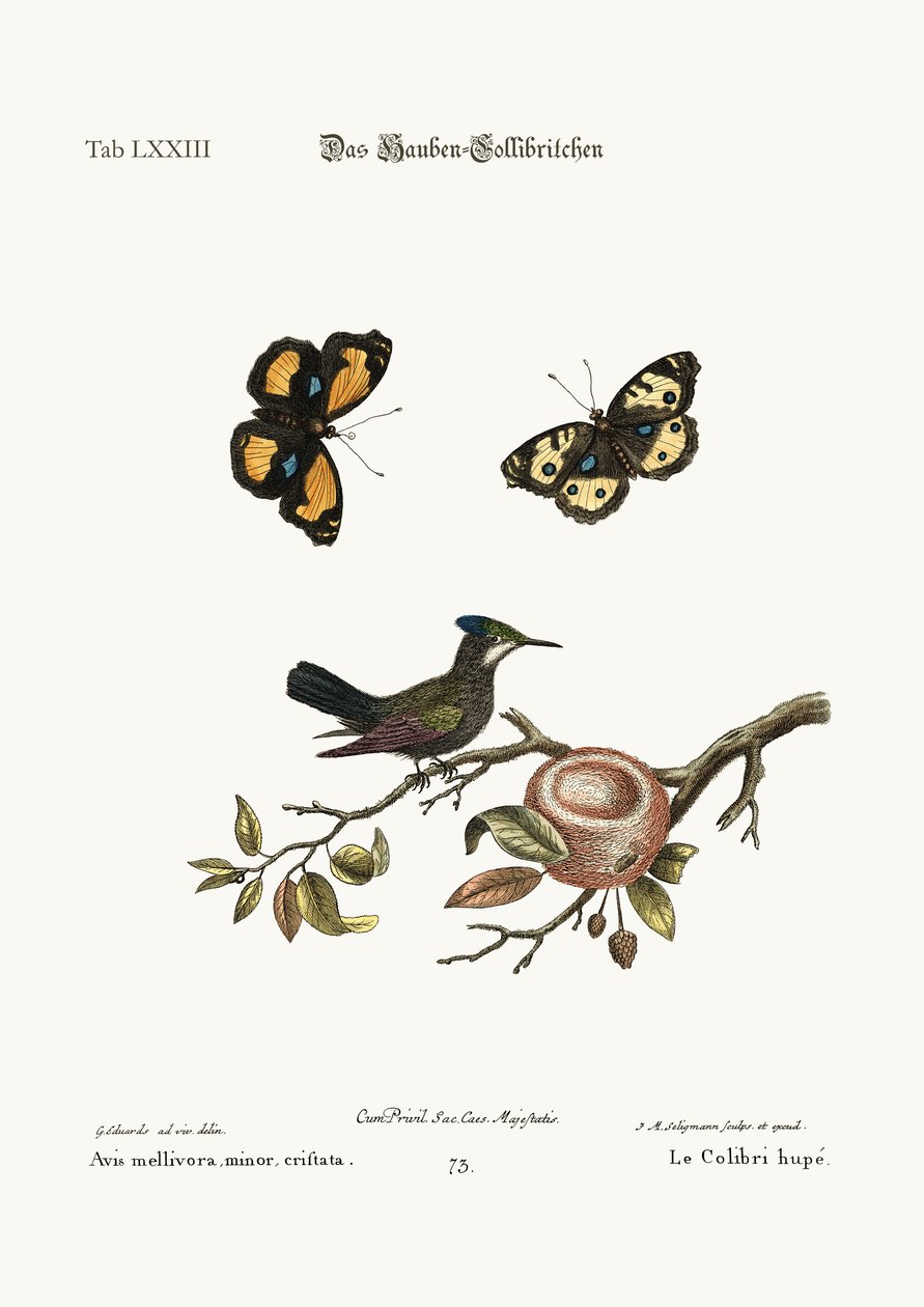 The crested Hummingbird, 1749-73 af George Edwards