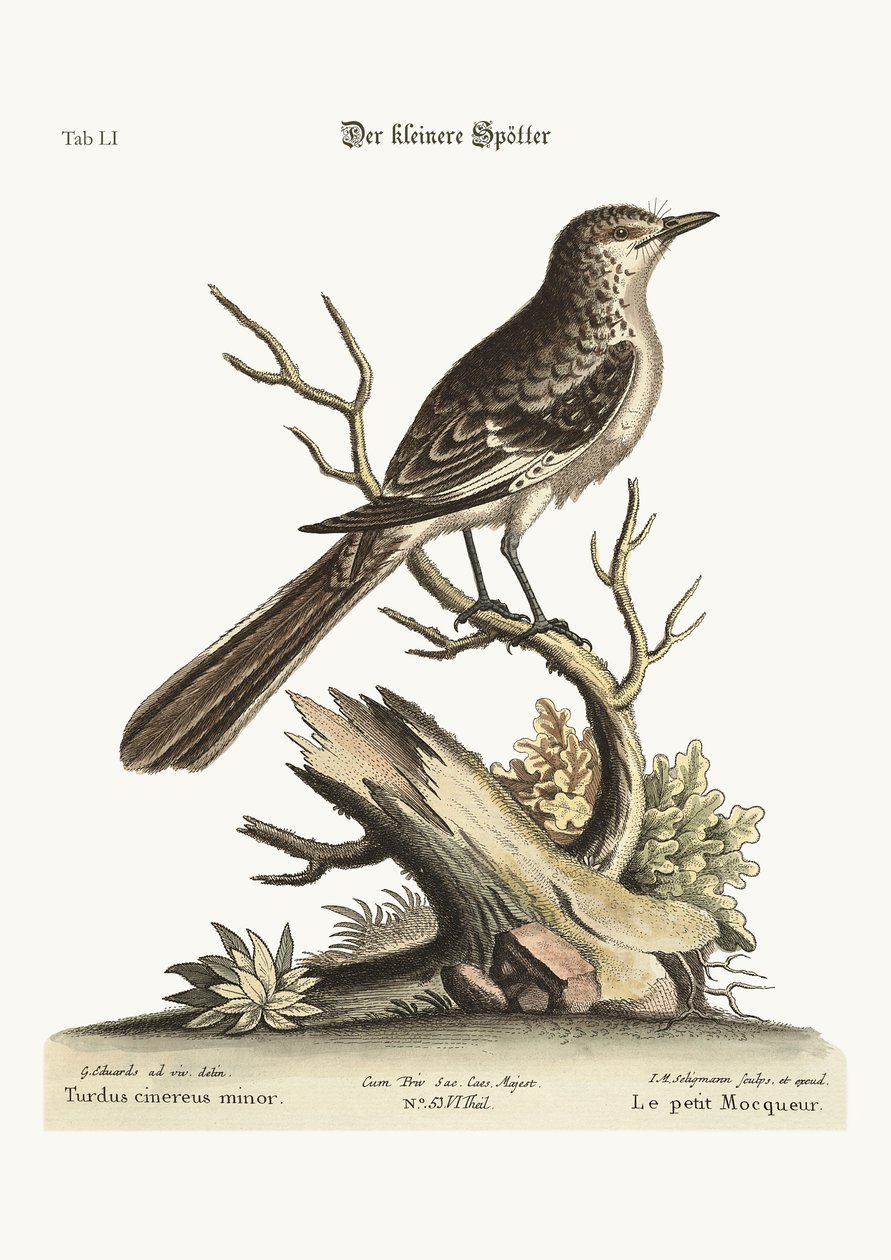 Den mindre Mock-Bird, 1749-73 af George Edwards