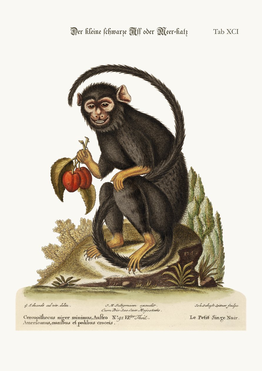 Den lille sorte abe, 1749-73 af George Edwards