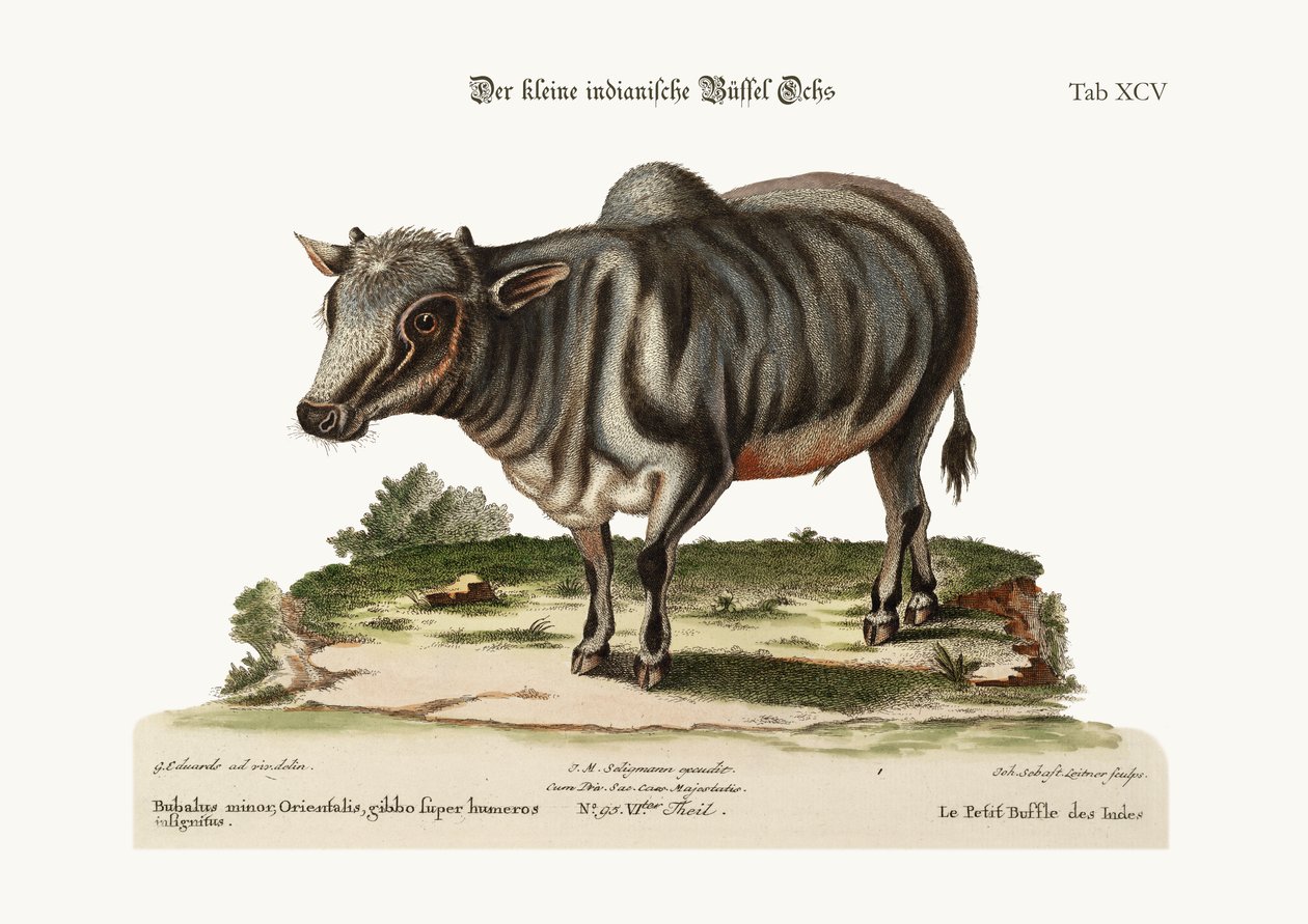 Den lille indiske bøffel, 1749-73 af George Edwards