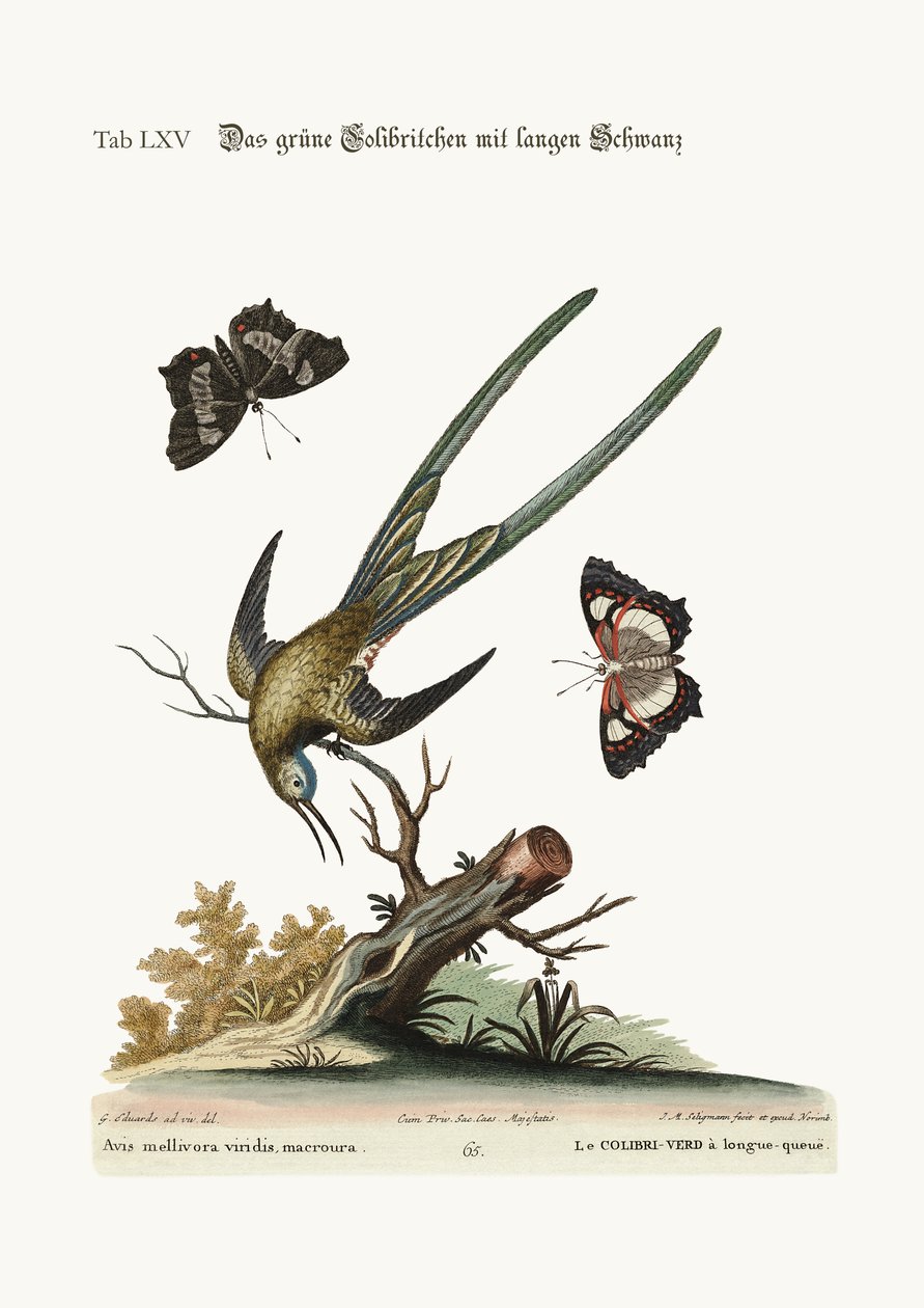Den langhalede grønne kolibri, 1749-73 af George Edwards
