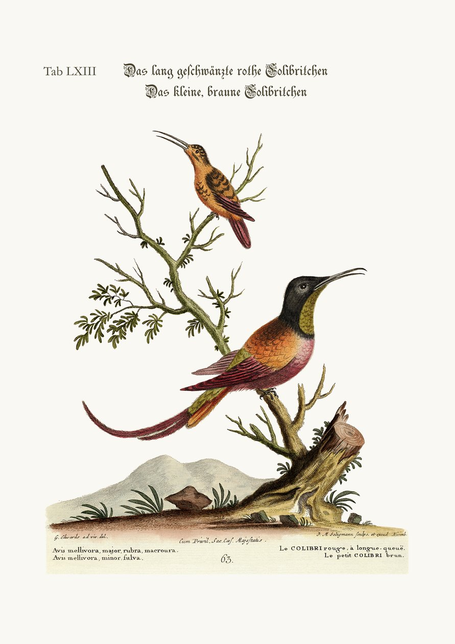 Den langhalede røde kolibri. Den lille brune kolibri, 1749-73 af George Edwards