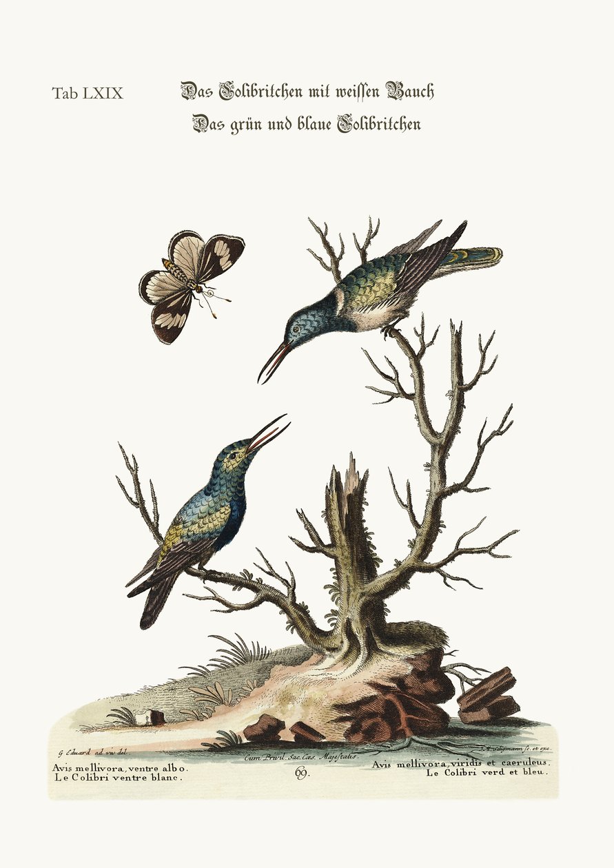 Den hvidbugede kolibri. Den grønne og blå kolibri, 1749-73 af George Edwards