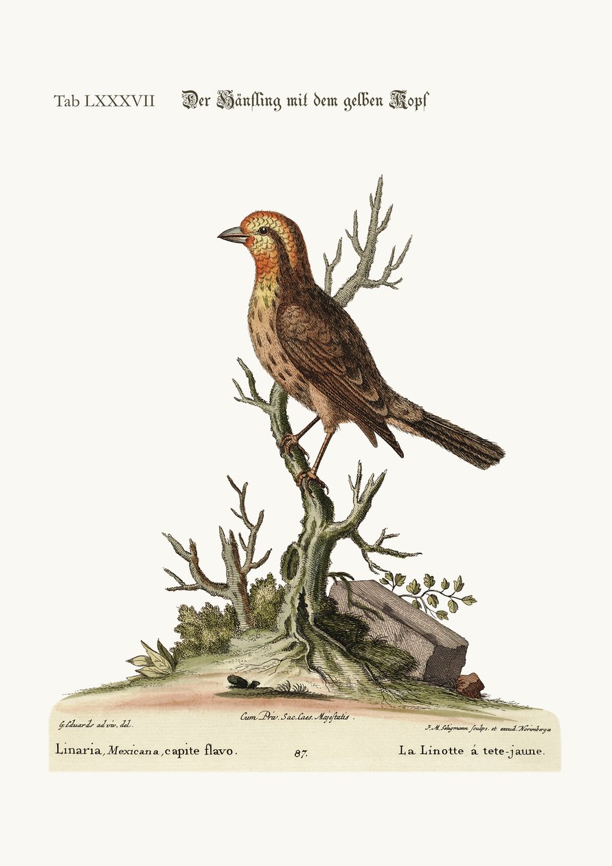 Den gulhovede Linnet, 1749-73 af George Edwards