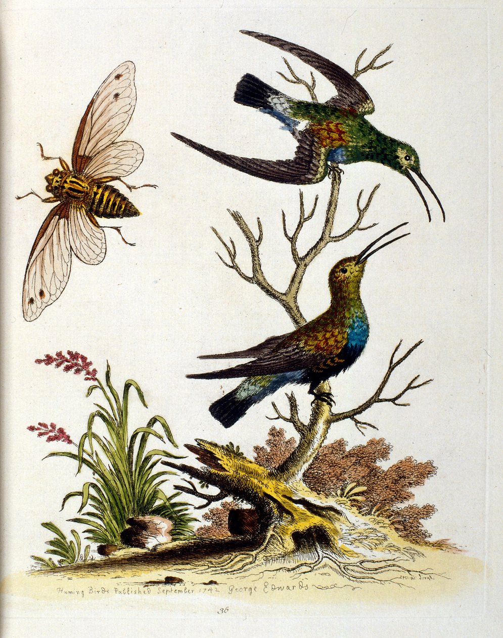 Akvarelillustration fra en bog om sjældne fugle af G Edwards 1750. George Edwards (1694-1773) var en britisk naturforsker og ornitolog. Han rejste meget rundt i Europa og studerede naturhistorie og fugle i særdeleshed. Han opnåede en vis anerkendelse af George Edwards