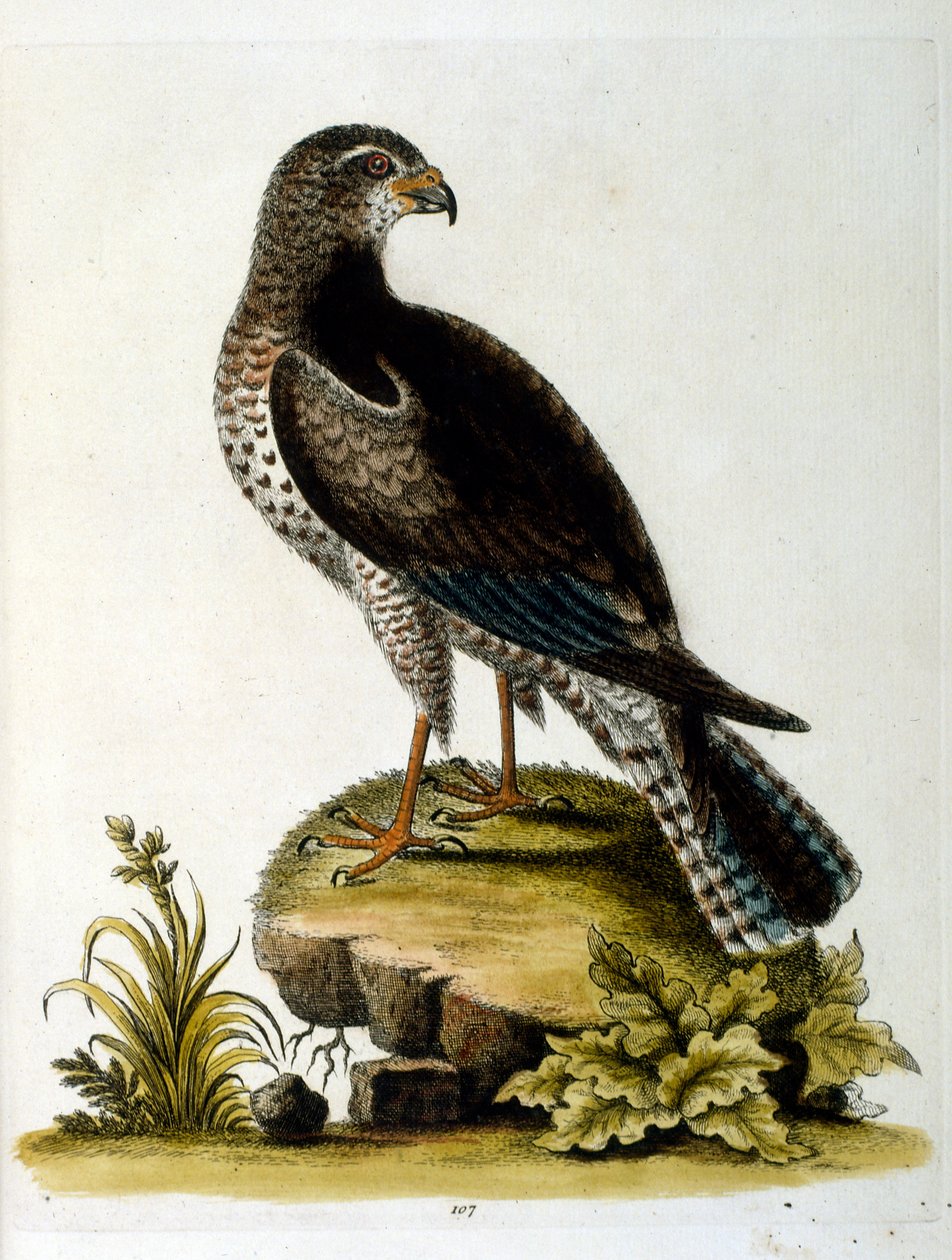 Akvarelillustration fra en bog om sjældne fugle af G Edwards 1750. George Edwards (1694-1773) var en britisk naturforsker og ornitolog. Han rejste meget rundt i Europa og studerede naturhistorie og fugle i særdeleshed. Han opnåede en vis anerkendelse af George Edwards
