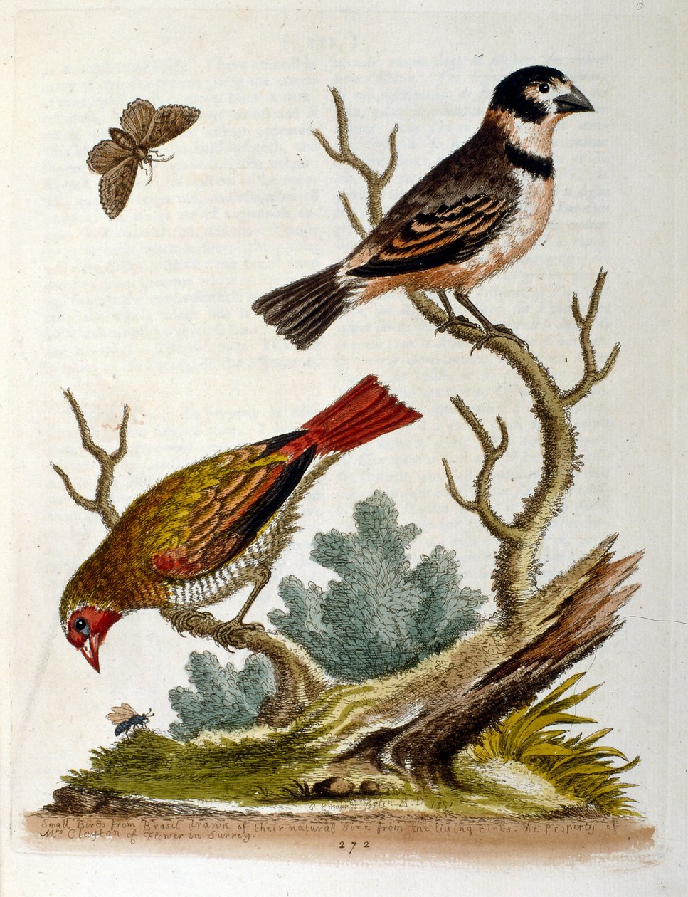 Akvarelillustration fra en bog om sjældne fugle af G Edwards 1750. George Edwards (1694-1773) var en britisk naturforsker og ornitolog. Han rejste meget rundt i Europa og studerede naturhistorie og fugle i særdeleshed. Han opnåede en vis anerkendelse af George Edwards