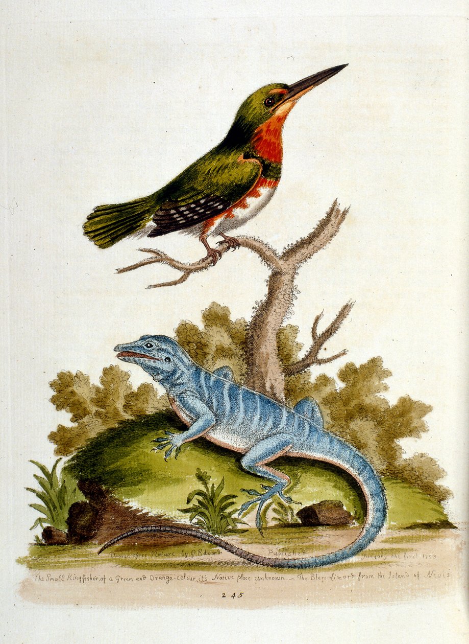 Akvarelillustration fra en bog om sjældne fugle af G Edwards 1750. George Edwards (1694-1773) var en britisk naturforsker og ornitolog. Han rejste meget rundt i Europa og studerede naturhistorie og fugle i særdeleshed. Han opnåede en vis anerkendelse af George Edwards