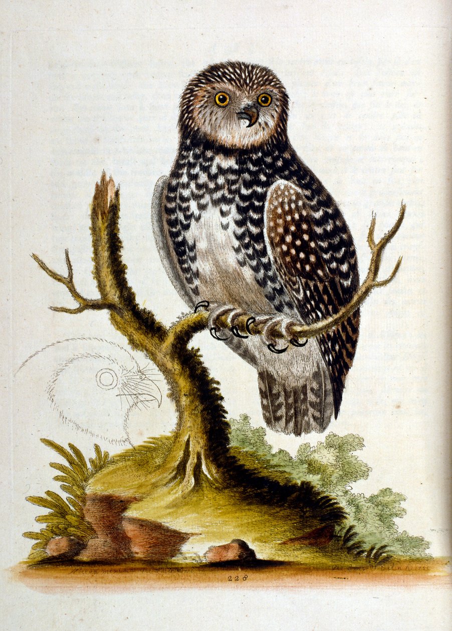 Akvarelillustration fra en bog om sjældne fugle af G Edwards 1750. George Edwards (1694-1773) var en britisk naturforsker og ornitolog. Han rejste meget rundt i Europa og studerede naturhistorie og fugle i særdeleshed. Han opnåede en vis anerkendelse af George Edwards
