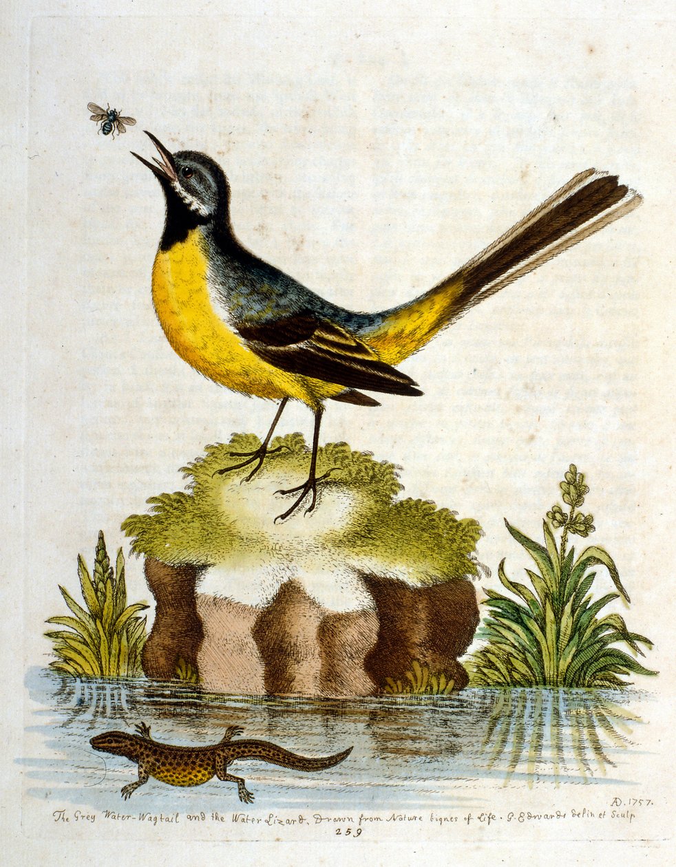 Akvarelillustration fra en bog om sjældne fugle af G Edwards 1750. George Edwards (1694-1773) var en britisk naturforsker og ornitolog. Han rejste meget rundt i Europa og studerede naturhistorie og fugle i særdeleshed. Han opnåede en vis anerkendelse af George Edwards