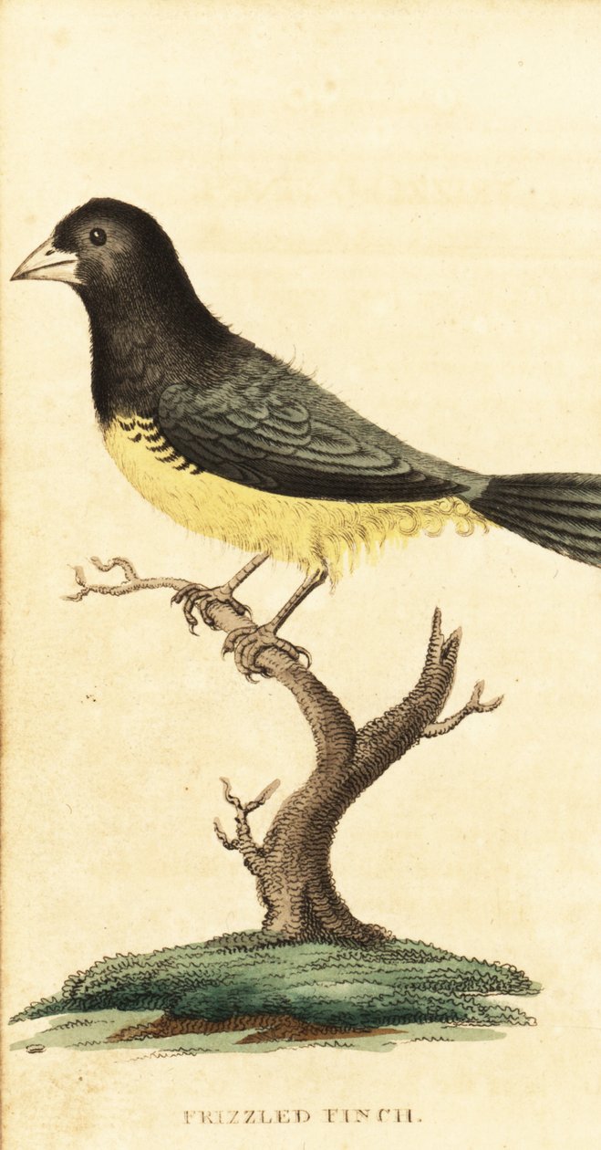 Gulbuget frøæder, Sporophila nigricollis., 1800 (gravering) af George Edwards