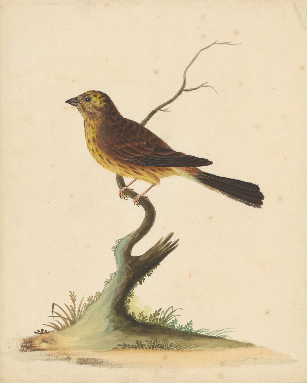 Gulspurv af George Edwards