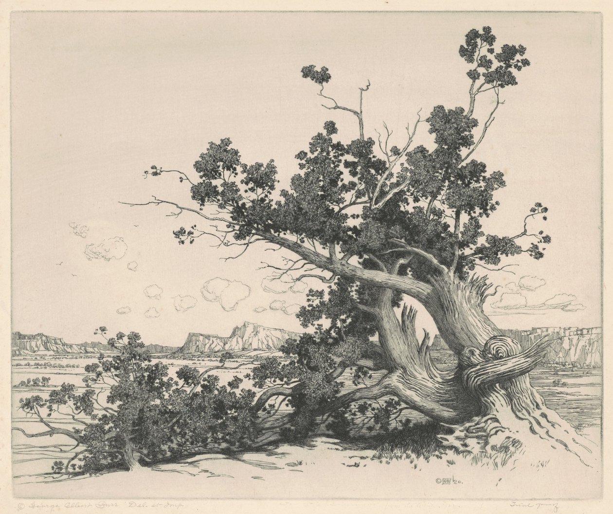 Desert Cedars, New Mexico af George Elbert Burr