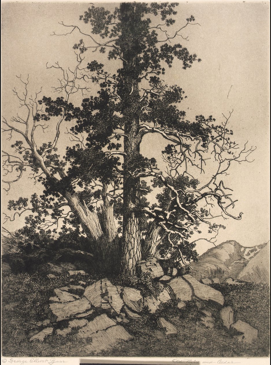 Gammel fyr og cedertræ af George Elbert Burr