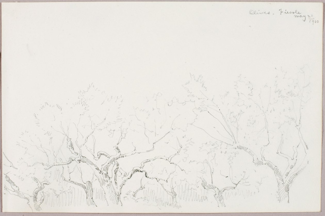 Oliven--Fiesole af George Elbert Burr