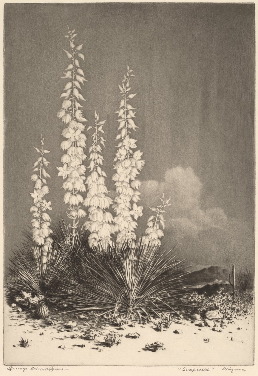 Soapweed, Arizona (nr. 2) af George Elbert Burr