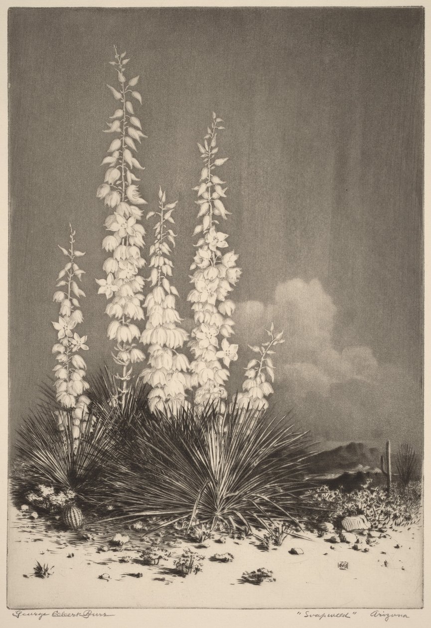 Soapweed, Arizona (nr. 2) af George Elbert Burr