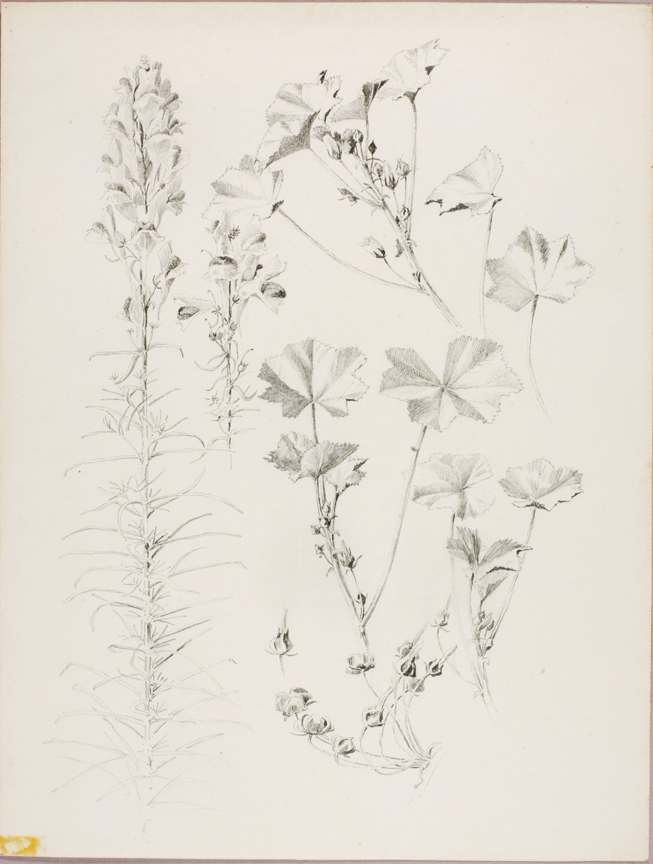 Uden titel (botanisk studie) af George Elbert Burr