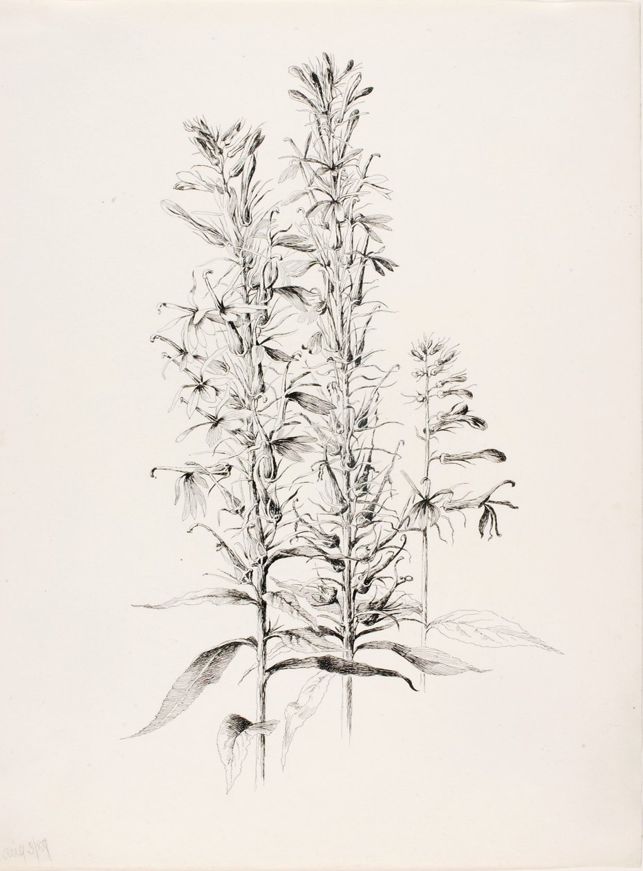 Uden titel (Kardinalblomst, Lobelia Cardinalis) af George Elbert Burr