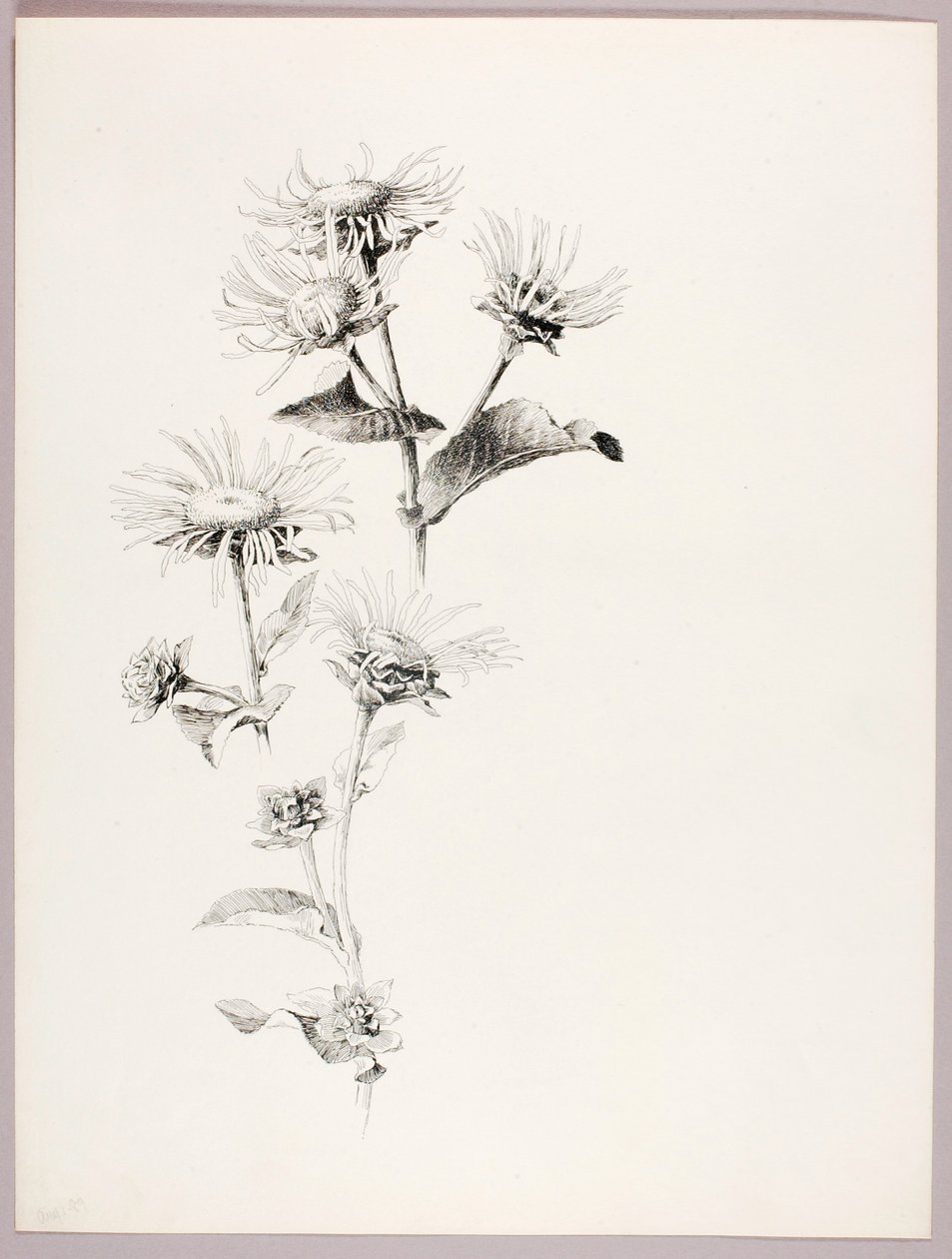 Uden titel (tusindfryd) af George Elbert Burr