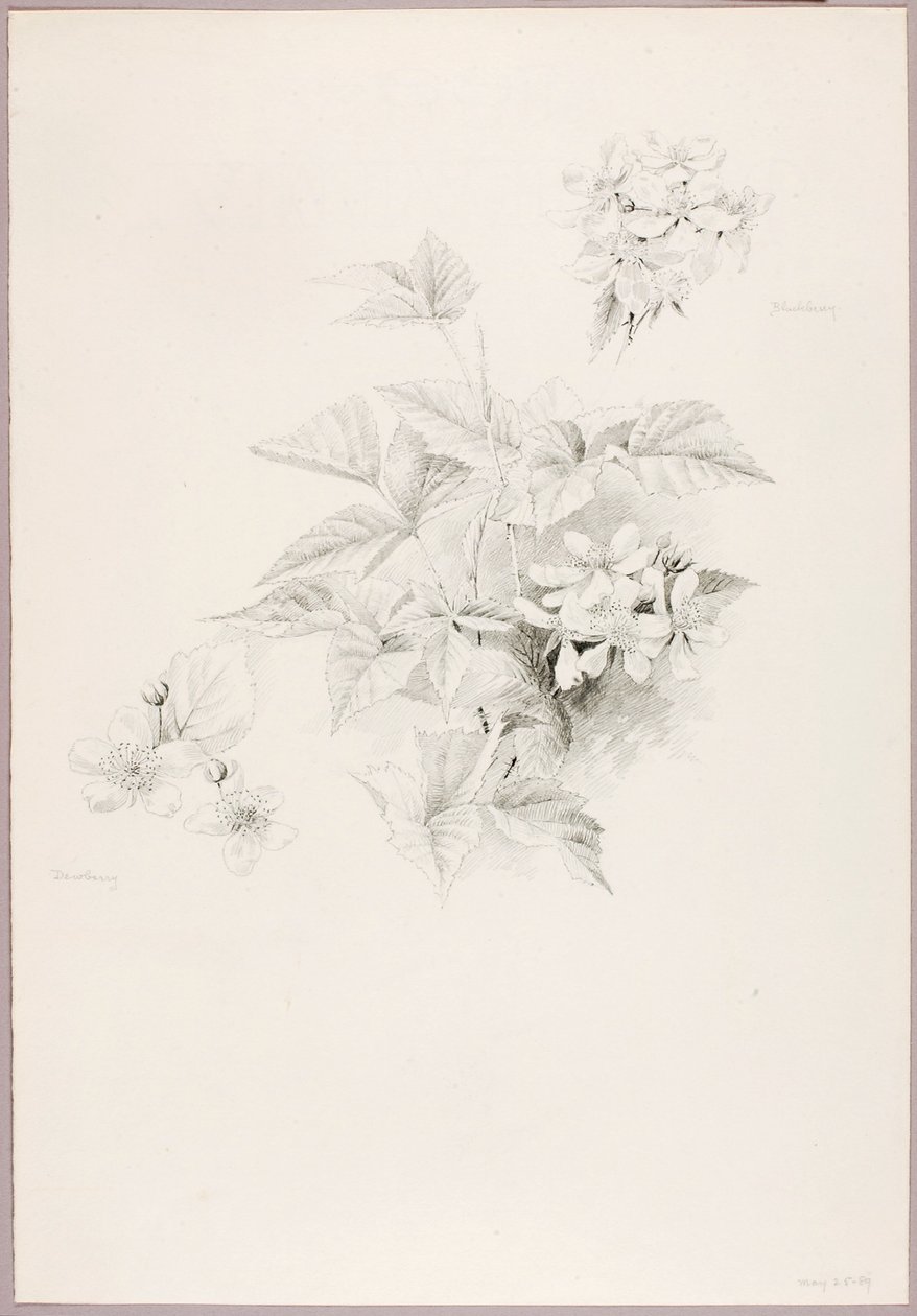 Uden titel (Dewberry og Blackberry) af George Elbert Burr