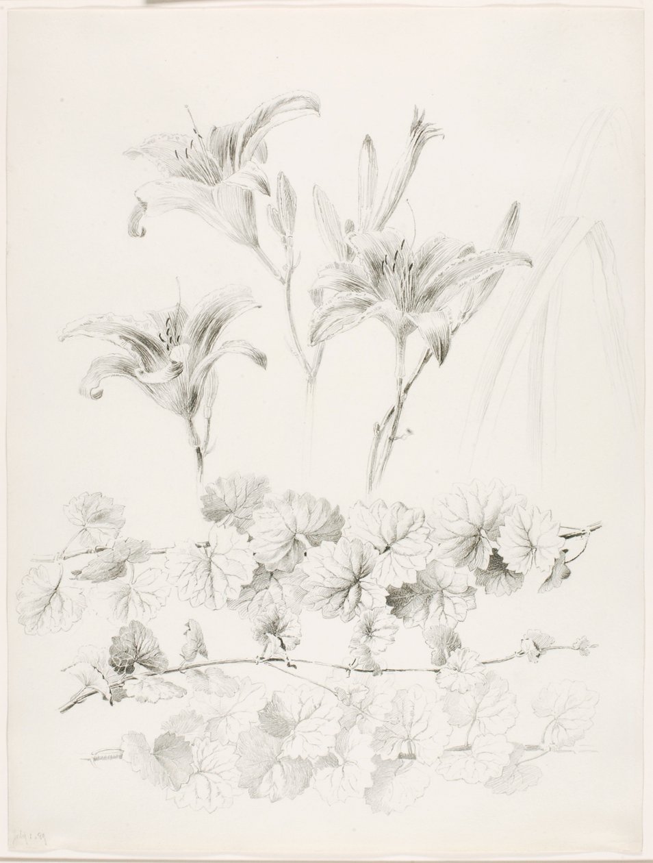 Uden titel (Liljer og vedbend) (Glecoma Hederacea) af George Elbert Burr