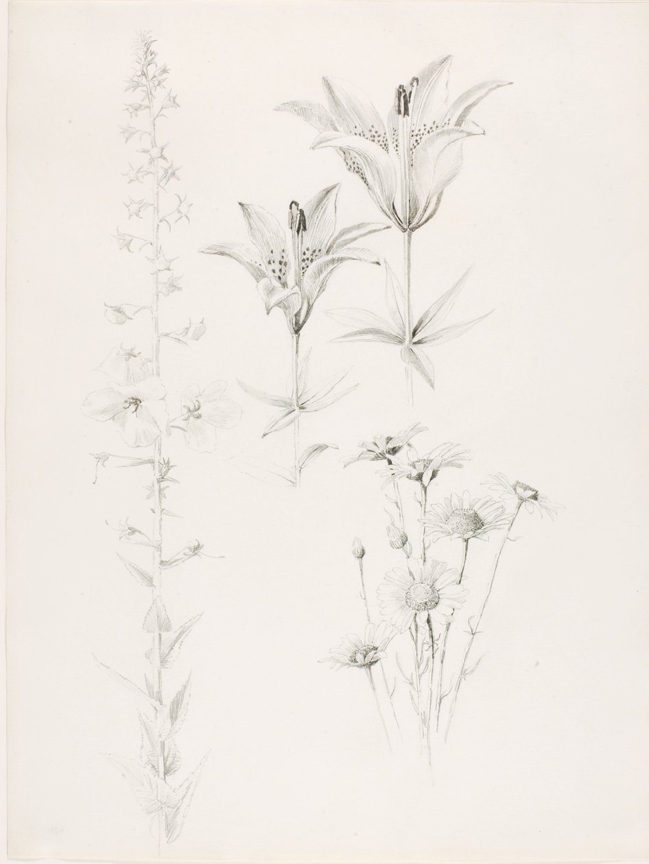 Uden titel (lilje, marguerit, hibiscus) af George Elbert Burr