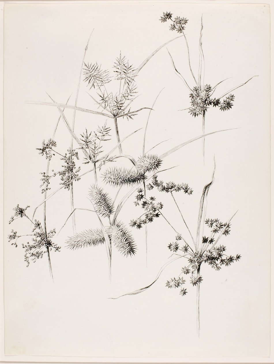 Uden titel (sivgræsser) af George Elbert Burr