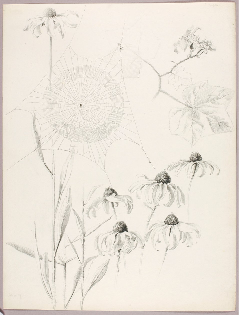 Uden titel (Spindelvæv og tusindfryd) af George Elbert Burr