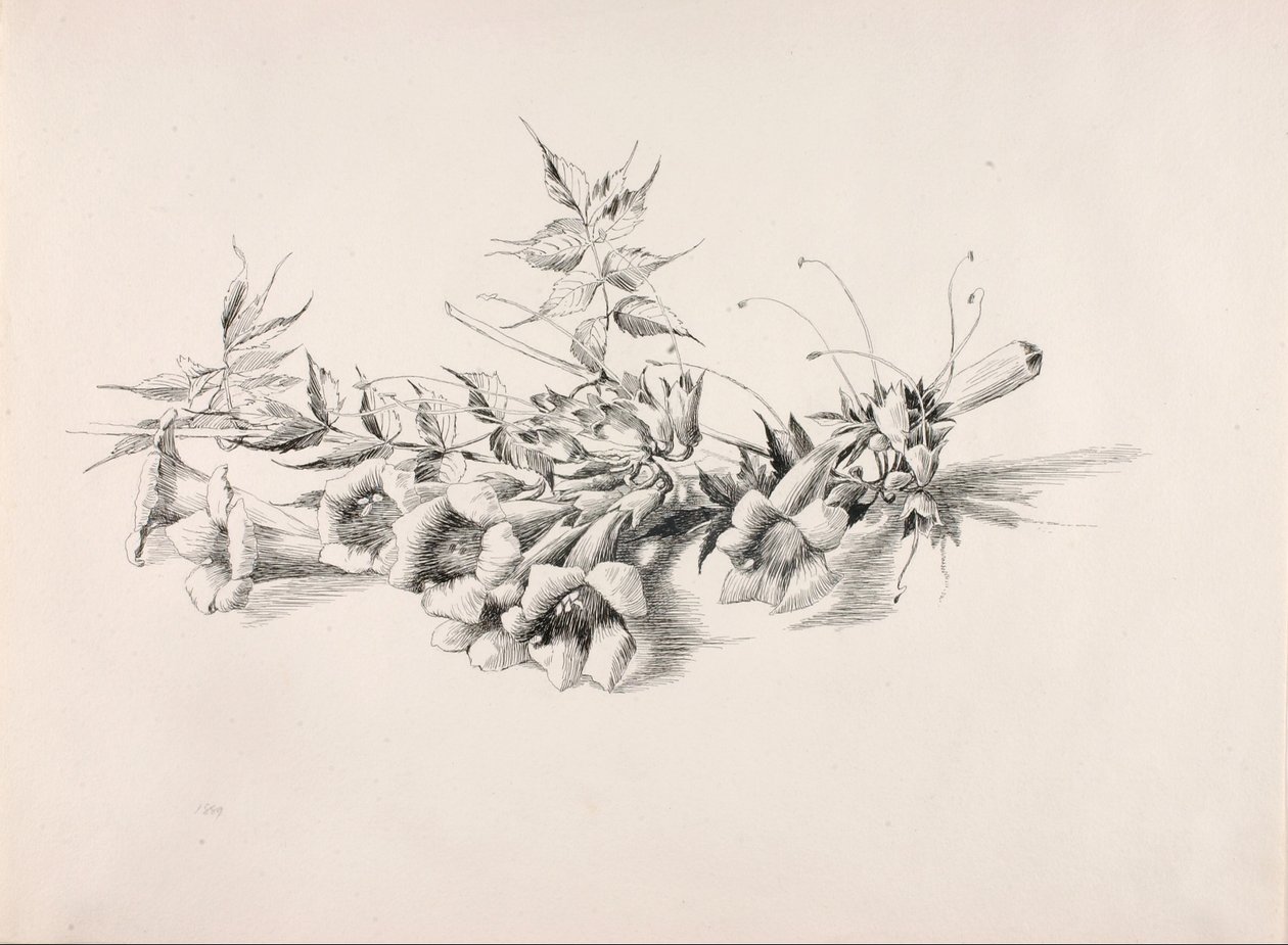 Uden titel (trompetvin, Campsis Radicans) af George Elbert Burr