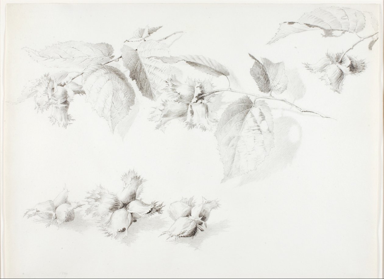 Uden titel (vild hasselnød, Corylus Americana) af George Elbert Burr