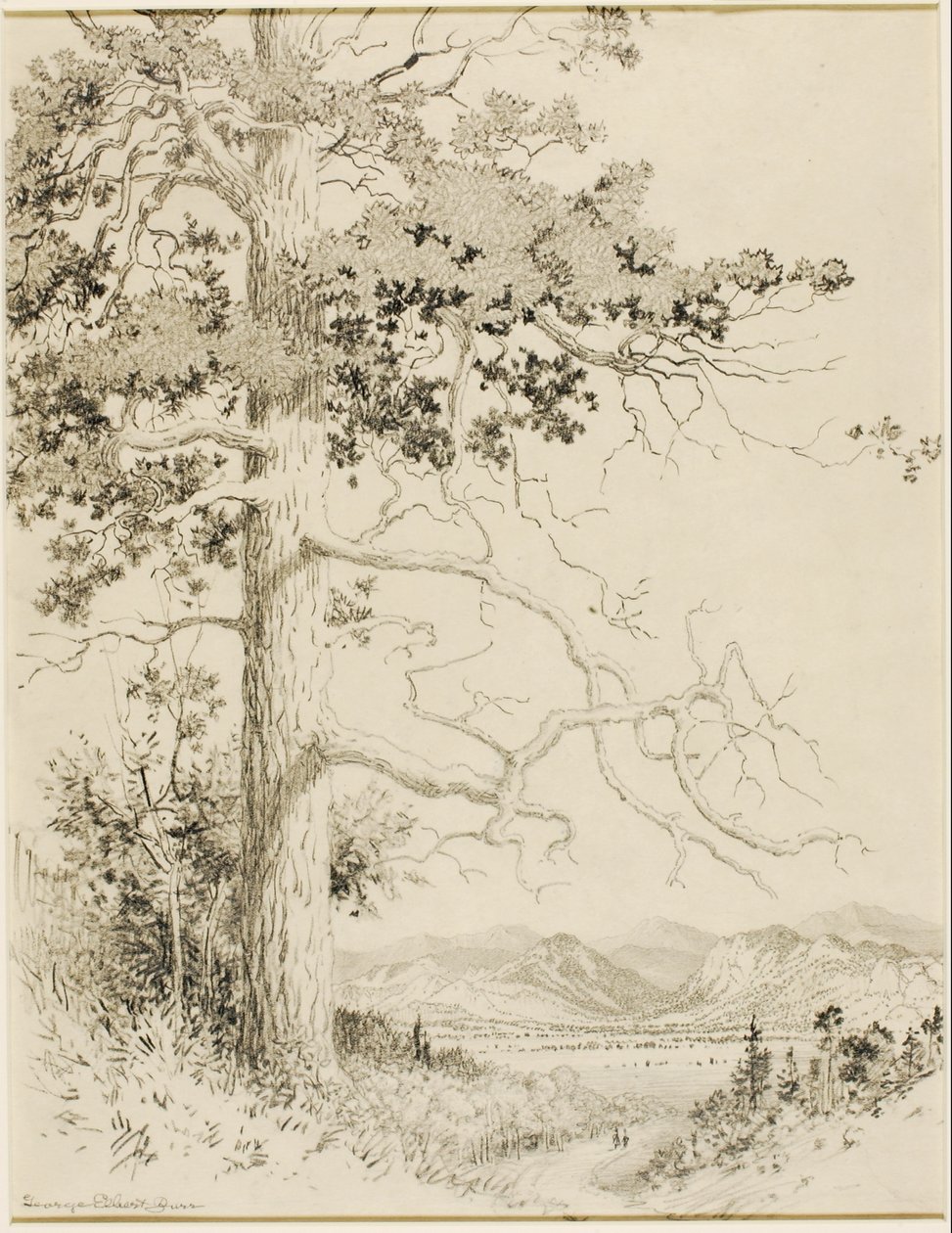 Uden titel (overføringstegning til Old Pine, Estes Park) af George Elbert Burr