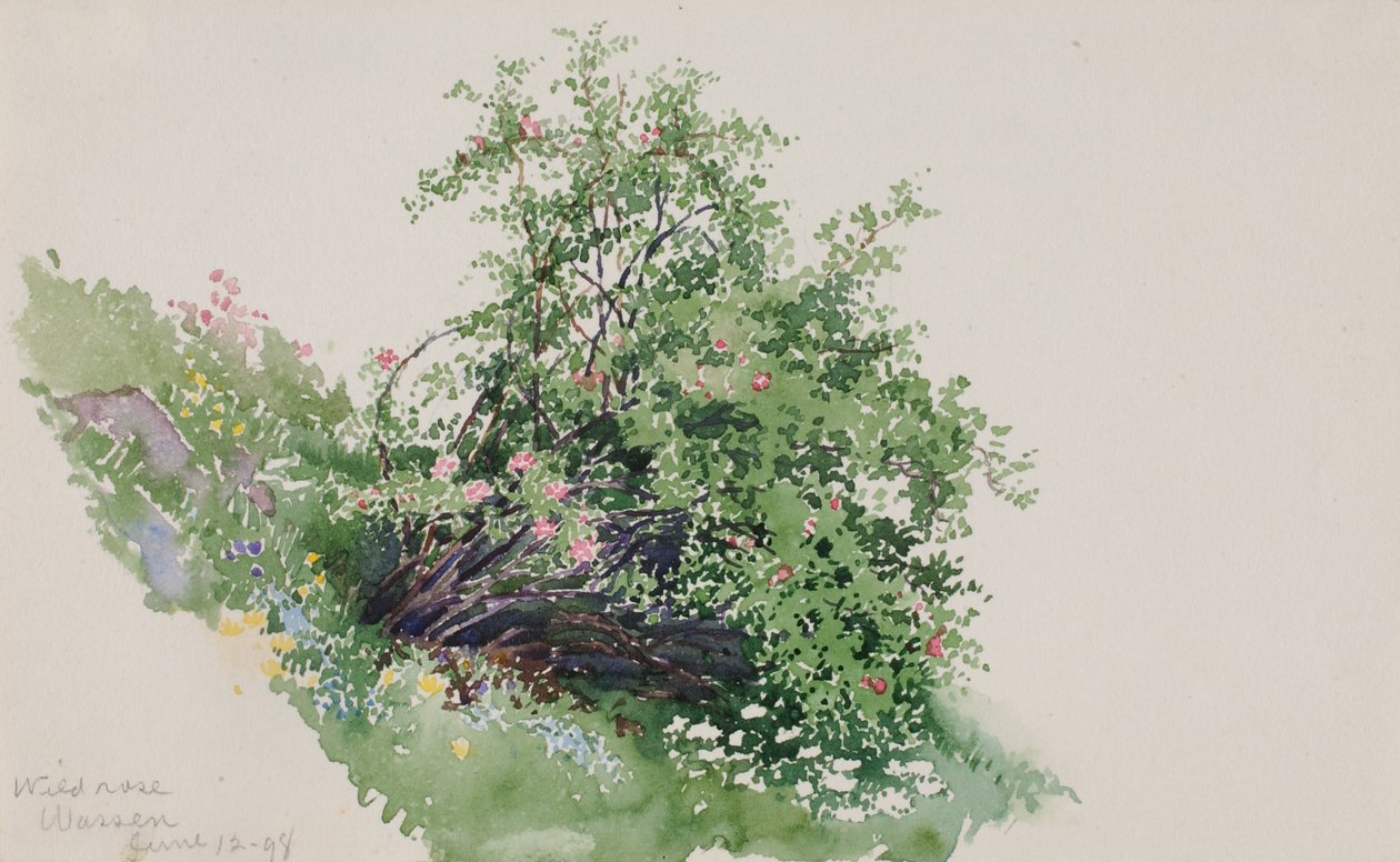 Vild rose, Wassen af George Elbert Burr
